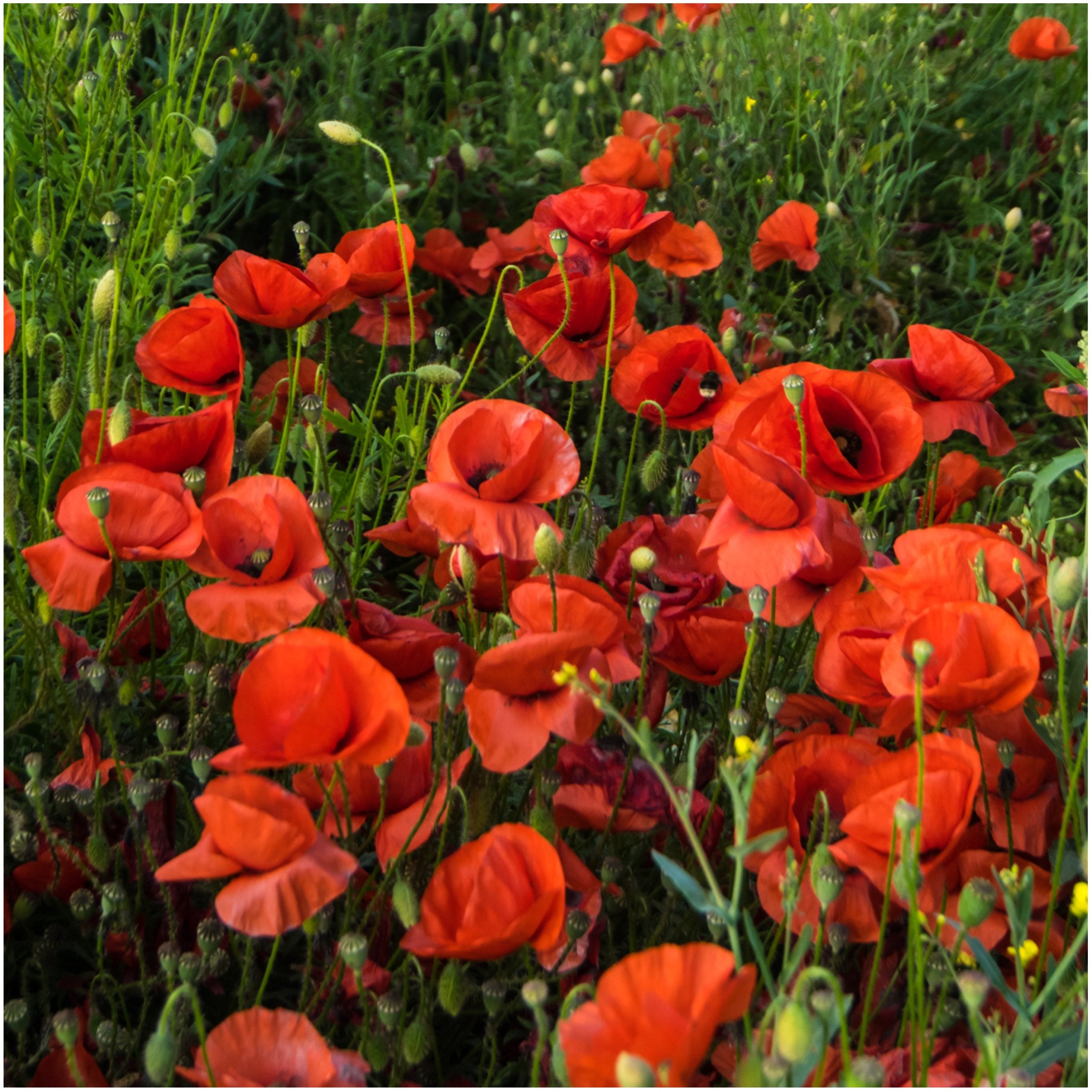 Seed Needs red corn poppy blooms add dramatic garden color.