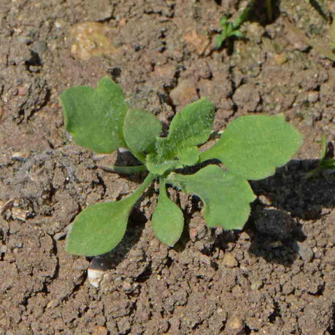 Seed Needs red poppy seeds seeds enjoyed by birds in nature