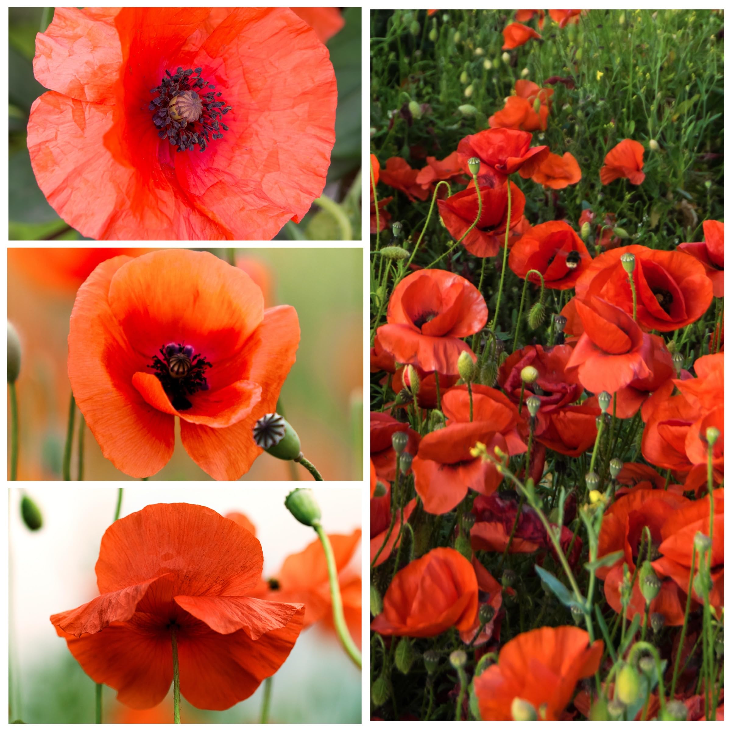 Seed Needs red poppy seeds bloom closeup with fiery petals