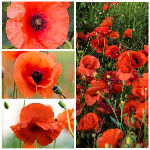 Seed Needs red poppy seeds bloom closeup with fiery petals