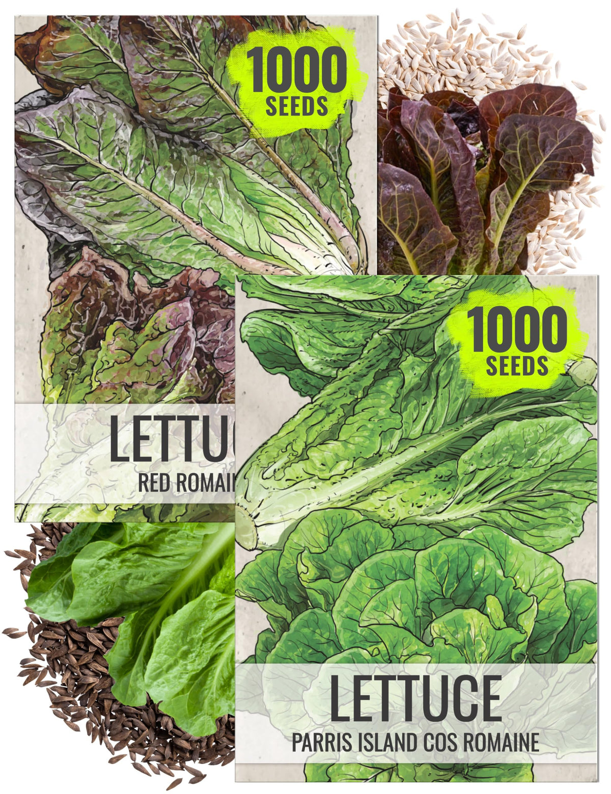 Seed Needs Red Romaine leaves close-up for vibrant salads.