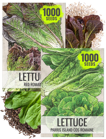 Seed Needs Red Romaine leaves close-up for vibrant salads.