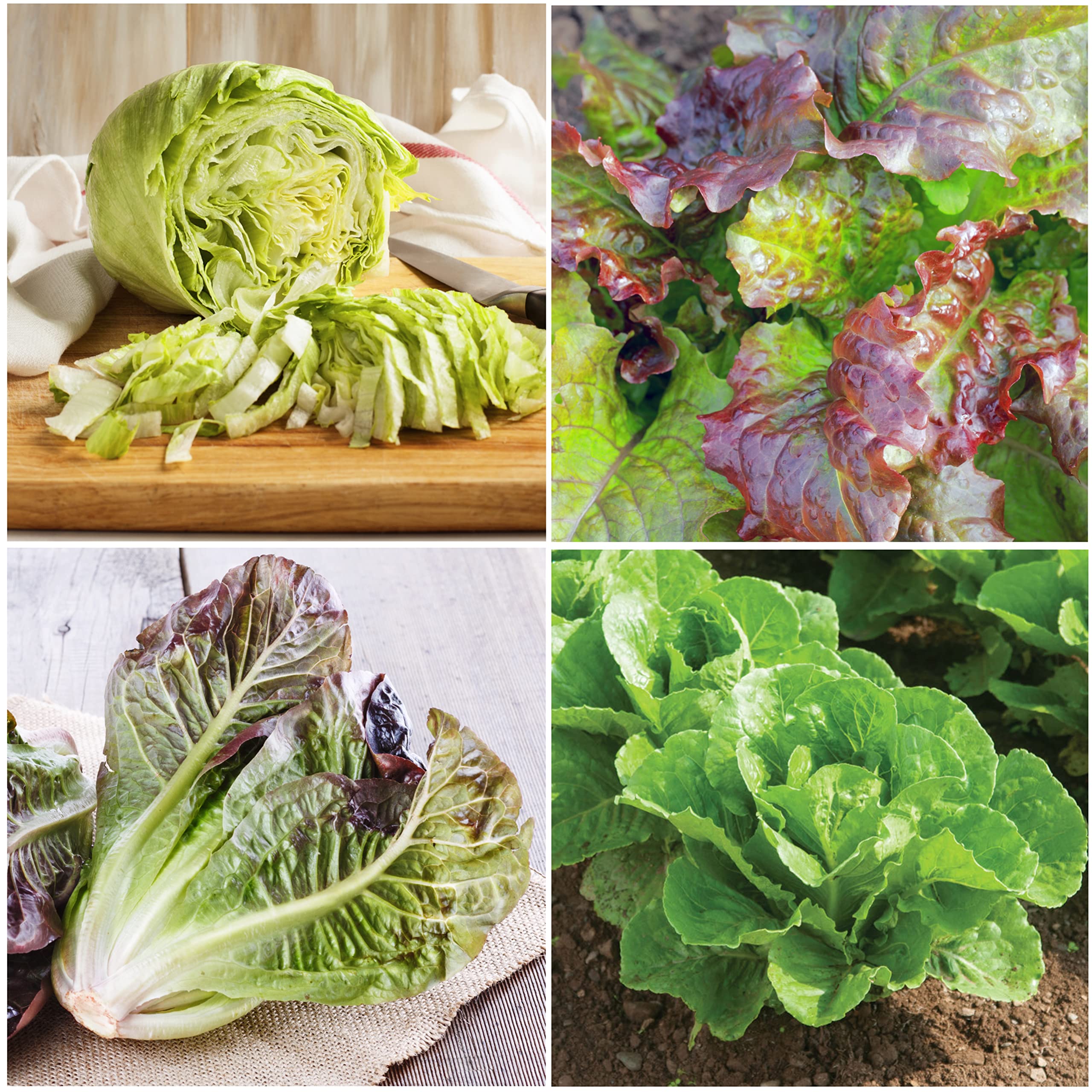 Seed Needs Red Romaine lettuce seeds – vibrant leaves for fresh garden salads.