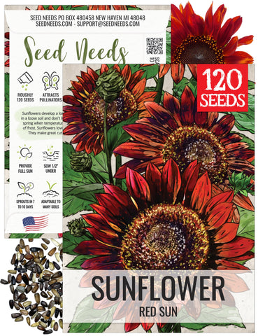 Seed Needs Red Sun Sunflower burgundy petals close-up, great for pollinator-friendly borders.