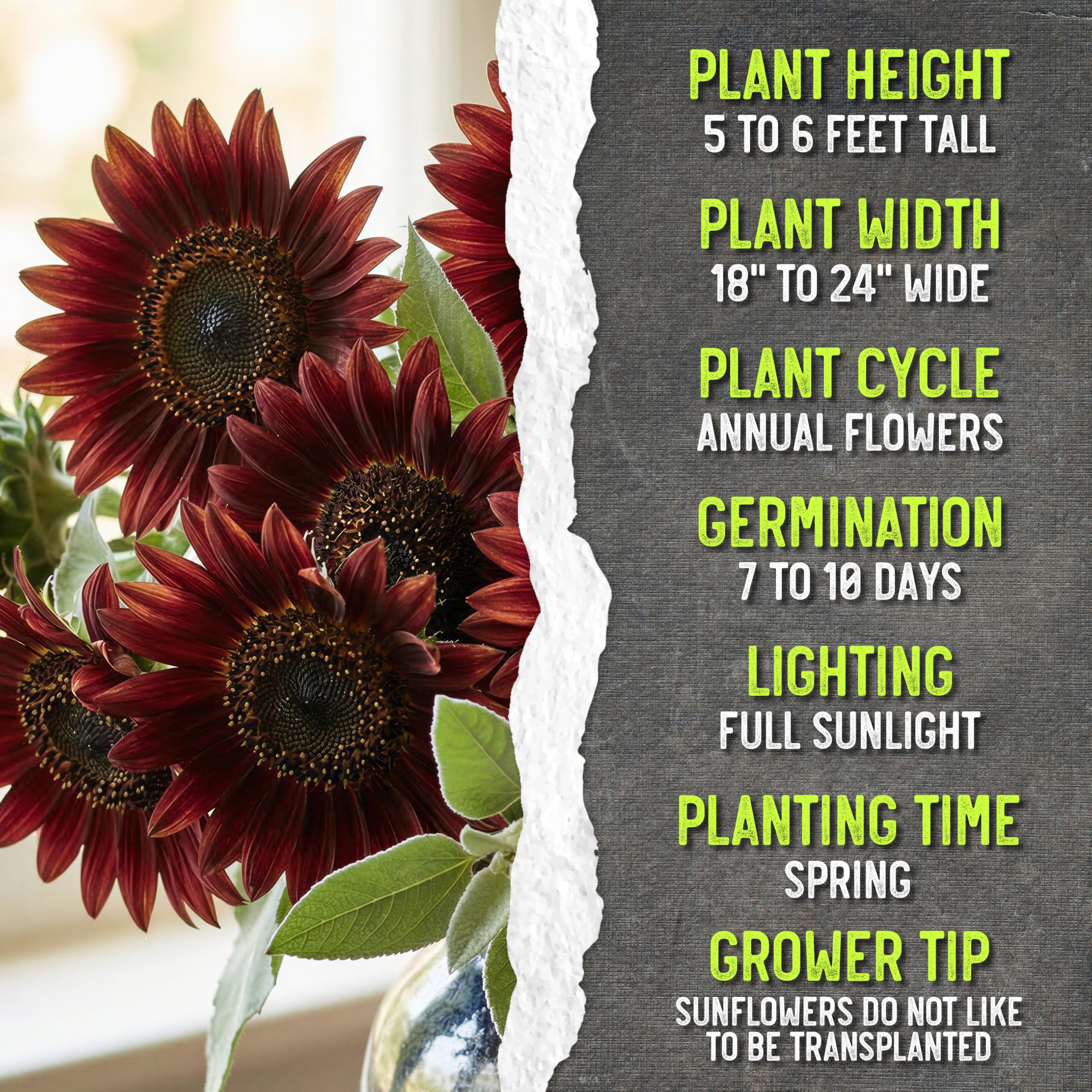 Seed Needs Red Sun Sunflower burgundy bloom with dark center for striking garden focal point.