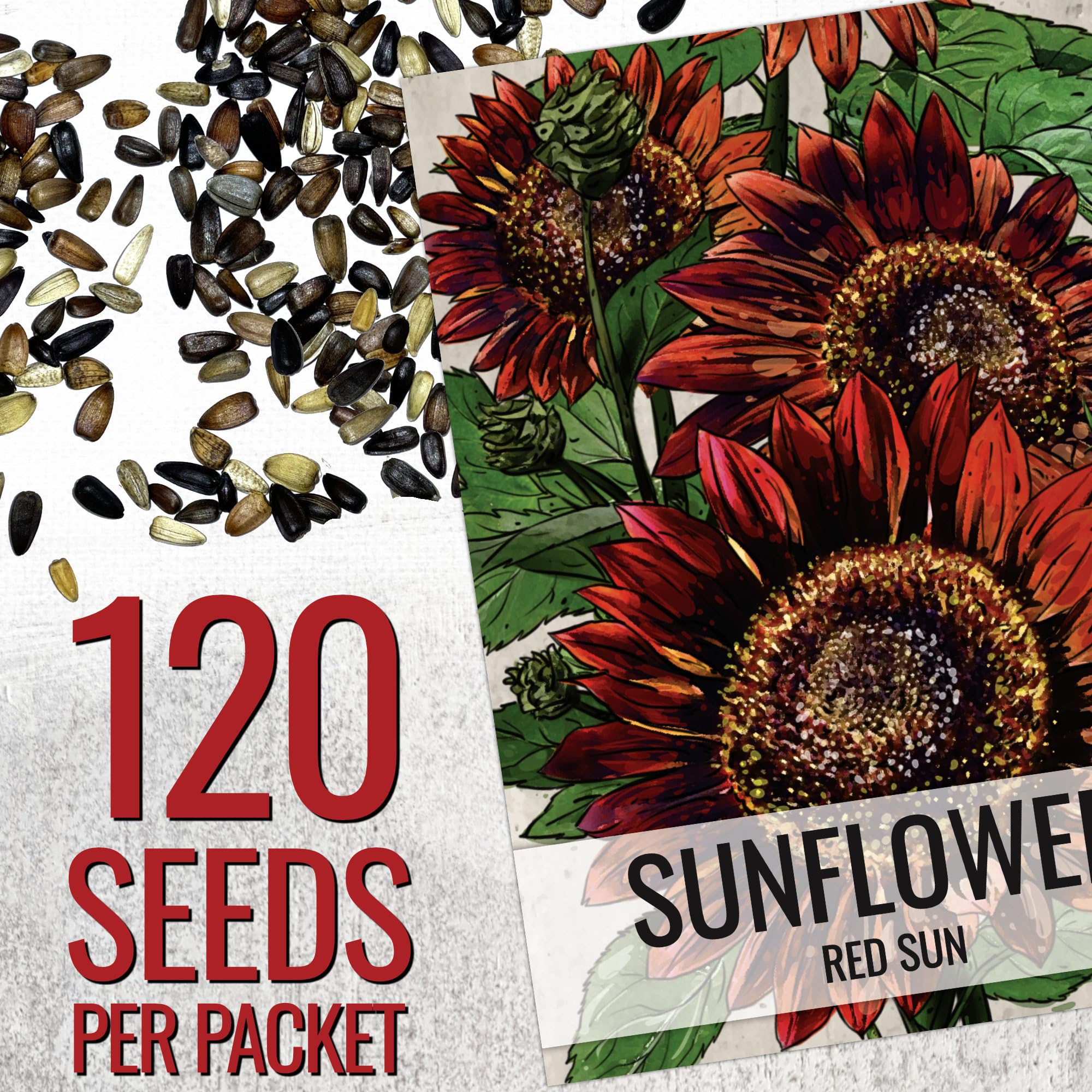 Seed Needs Red Sun Sunflower burgundy petals close-up against dark center detail.
