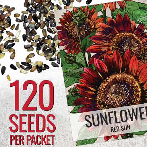 Seed Needs Red Sun Sunflower burgundy petals close-up against dark center detail.