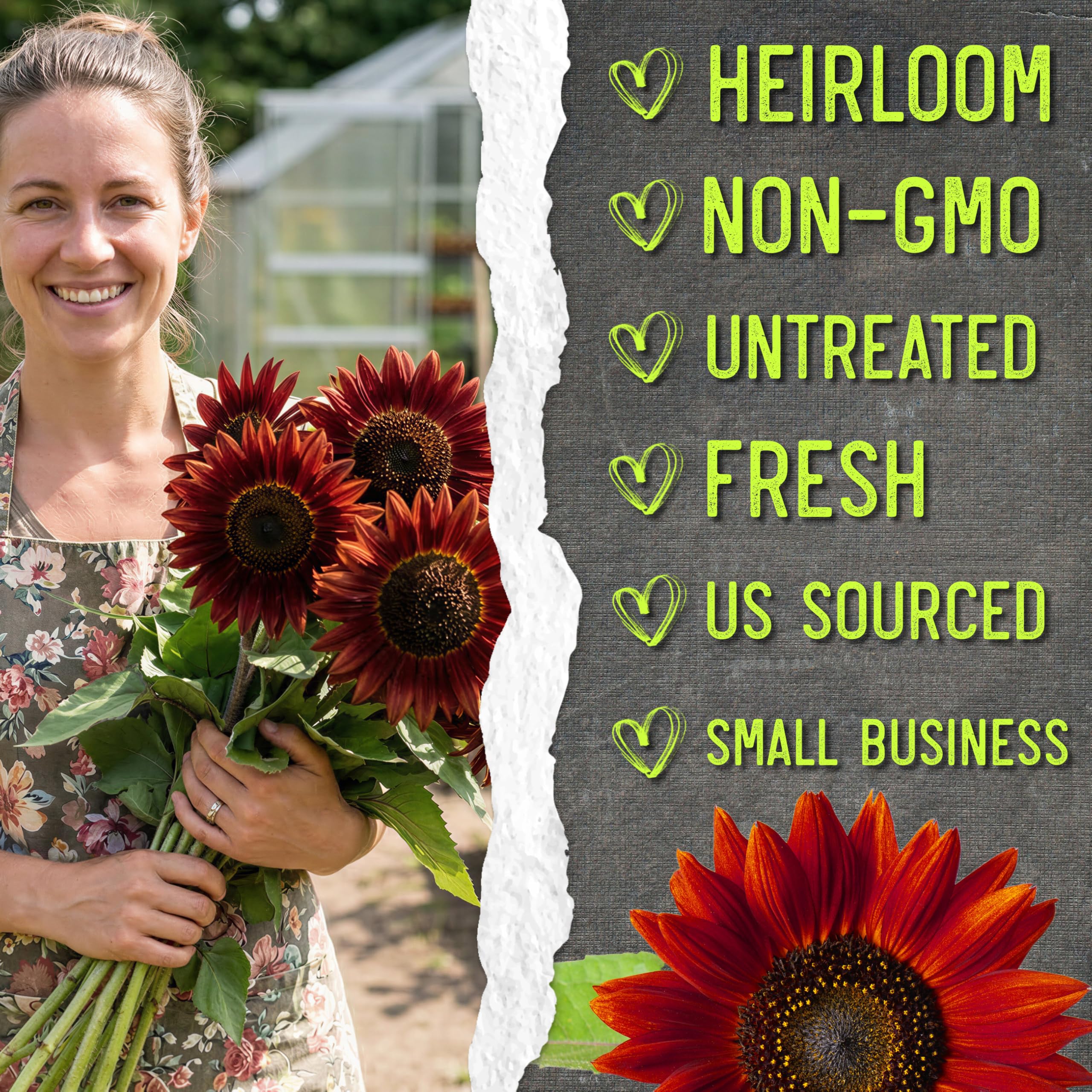 Seed Needs Red Sun Sunflower cut flower blooms ready for bouquets and arrangements.