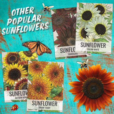 Seed Needs Red Sun Sunflower seeds for year to year planting and sharing.