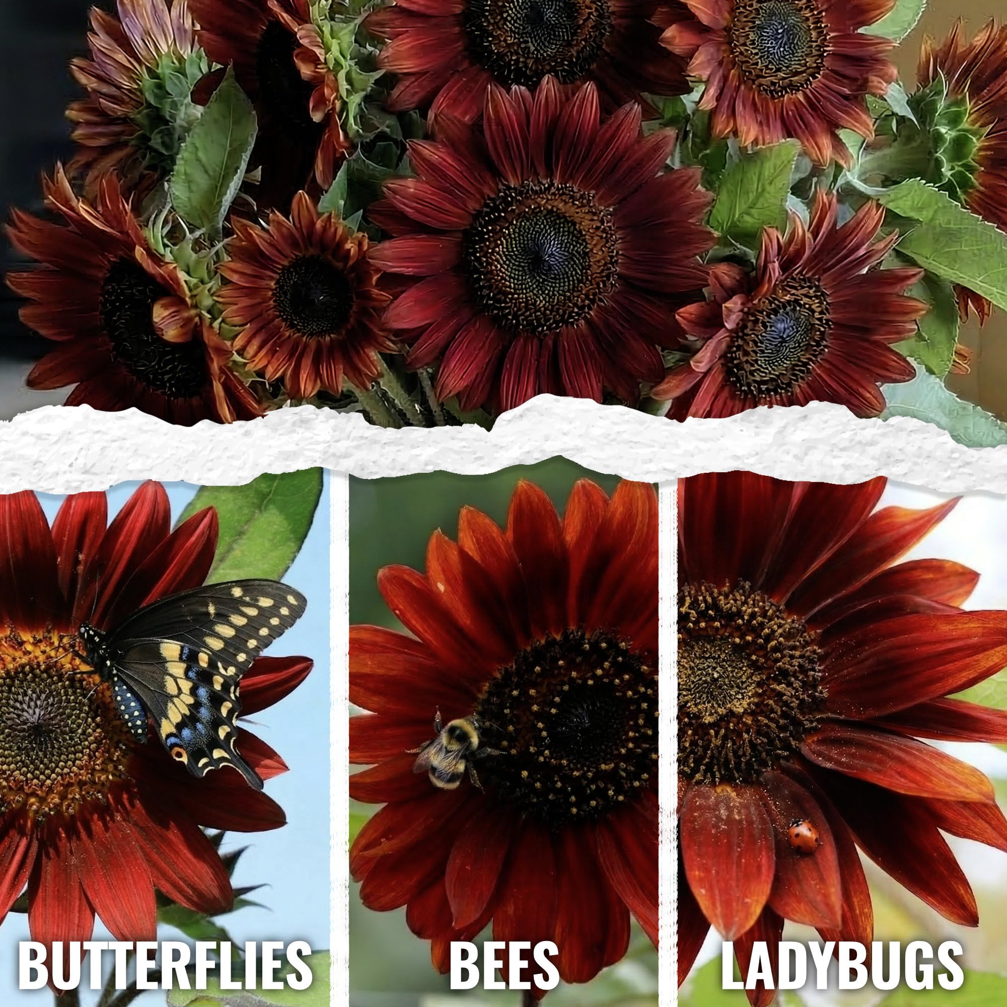 Seed Needs Red Sun Sunflower tall stems in sunny bed for a dramatic backdrop.
