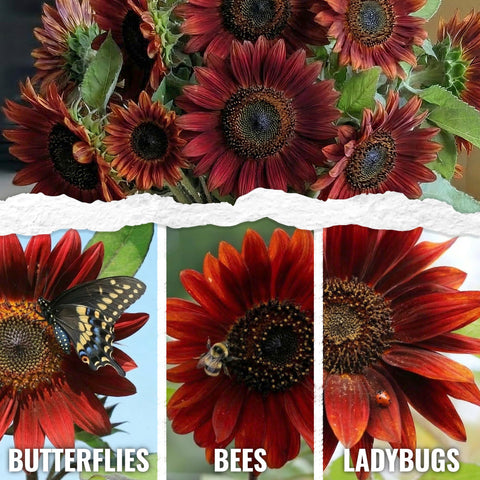 Seed Needs Red Sun Sunflower tall stems in sunny bed for a dramatic backdrop.