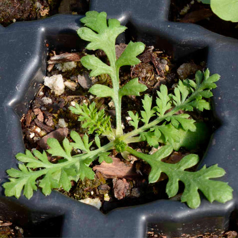 Seed Needs Red Yarrow thriving in a drought-tolerant border