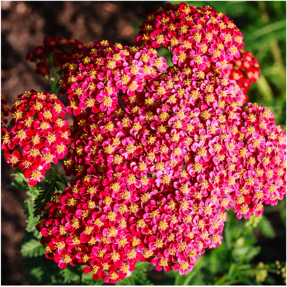 Seed Needs Red Yarrow seed packet back with sowing guidance and freshness tips