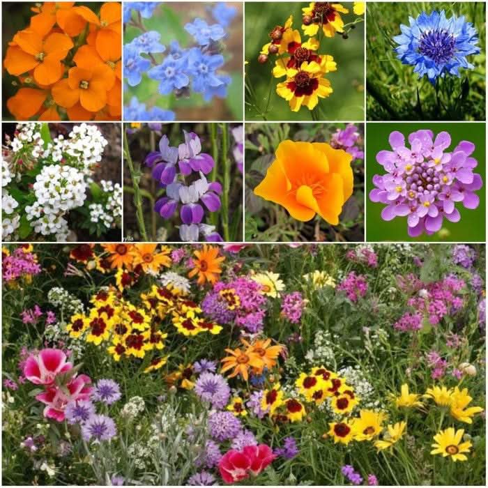 Seed Needs resealable wildflower pouch keeps seeds fresh and ready for planting.