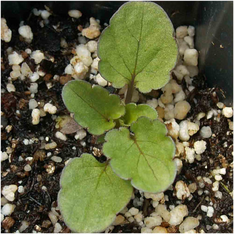 Seed Needs Rococo pansy seed packets info with sowing details.