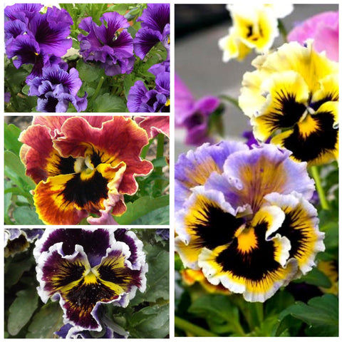 Seed Needs Rococo pansy Viola Germania flowers in outdoor garden.