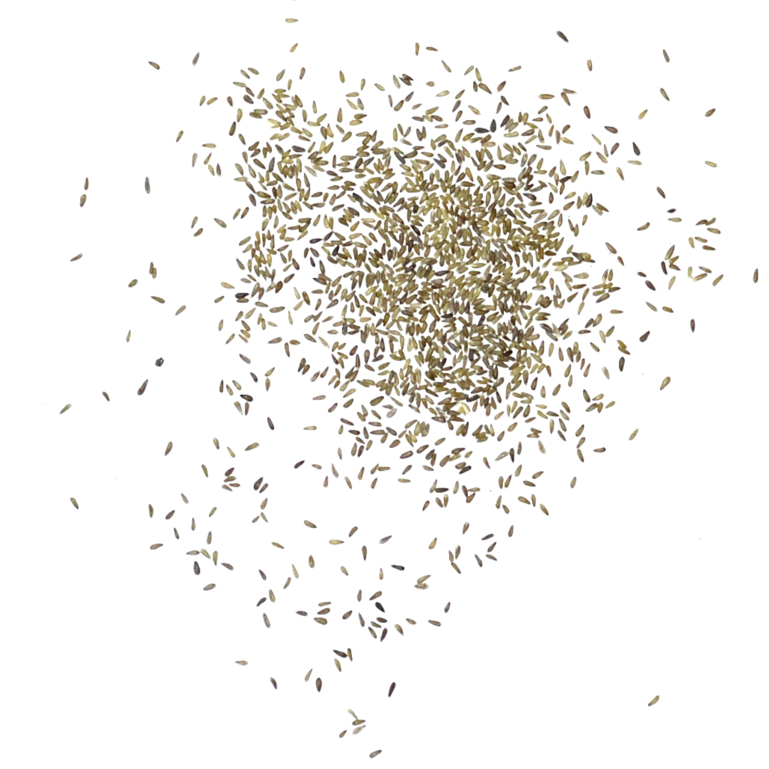 Seed Needs Roman Chamomile germination process, from seed to small sprouts in days.