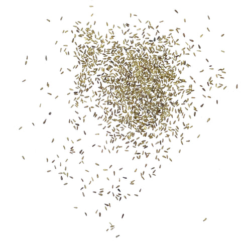 Seed Needs Roman Chamomile germination process, from seed to small sprouts in days.