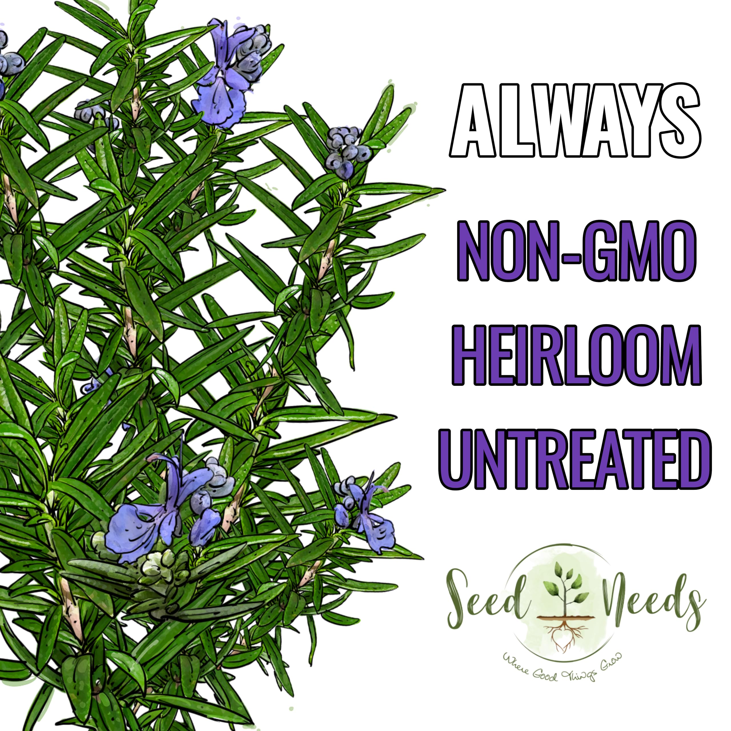 Seed Needs rosemary blue purple flowers highlight ornamental and culinary appeal