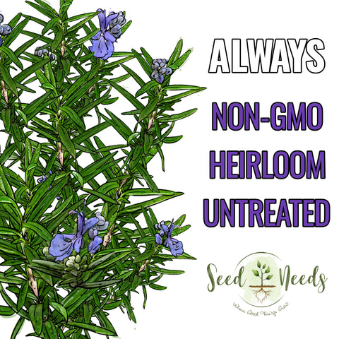 Seed Needs rosemary blue purple flowers highlight ornamental and culinary appeal