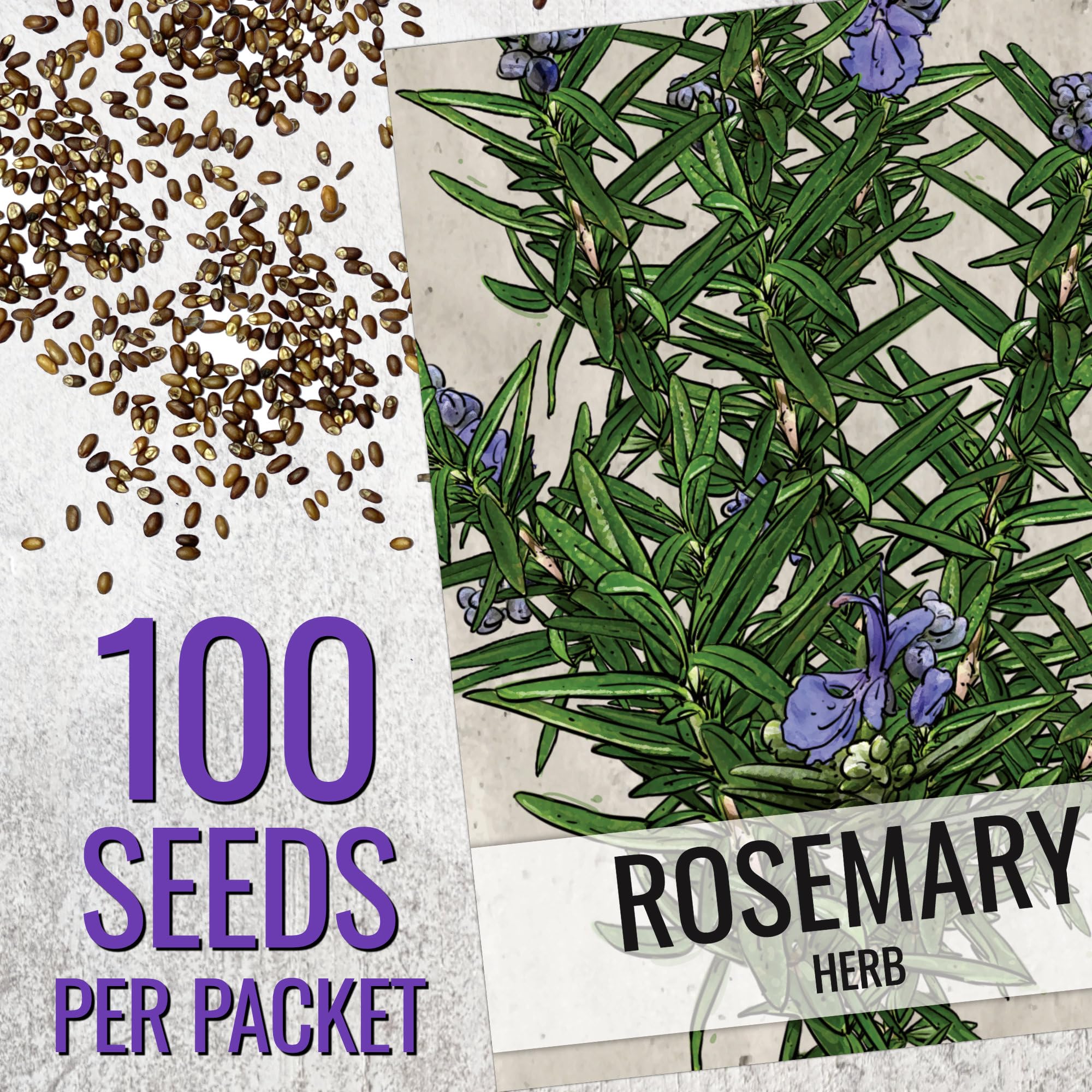 Seed Needs indoor kitchen herb pot with rosemary seeds ready for sprouting