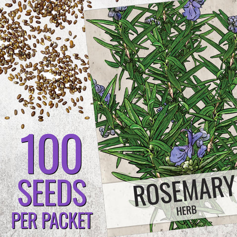 Seed Needs indoor kitchen herb pot with rosemary seeds ready for sprouting