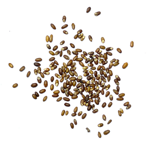 Seed Needs rosemary needle-like leaves aroma hints at fragrant herb garden