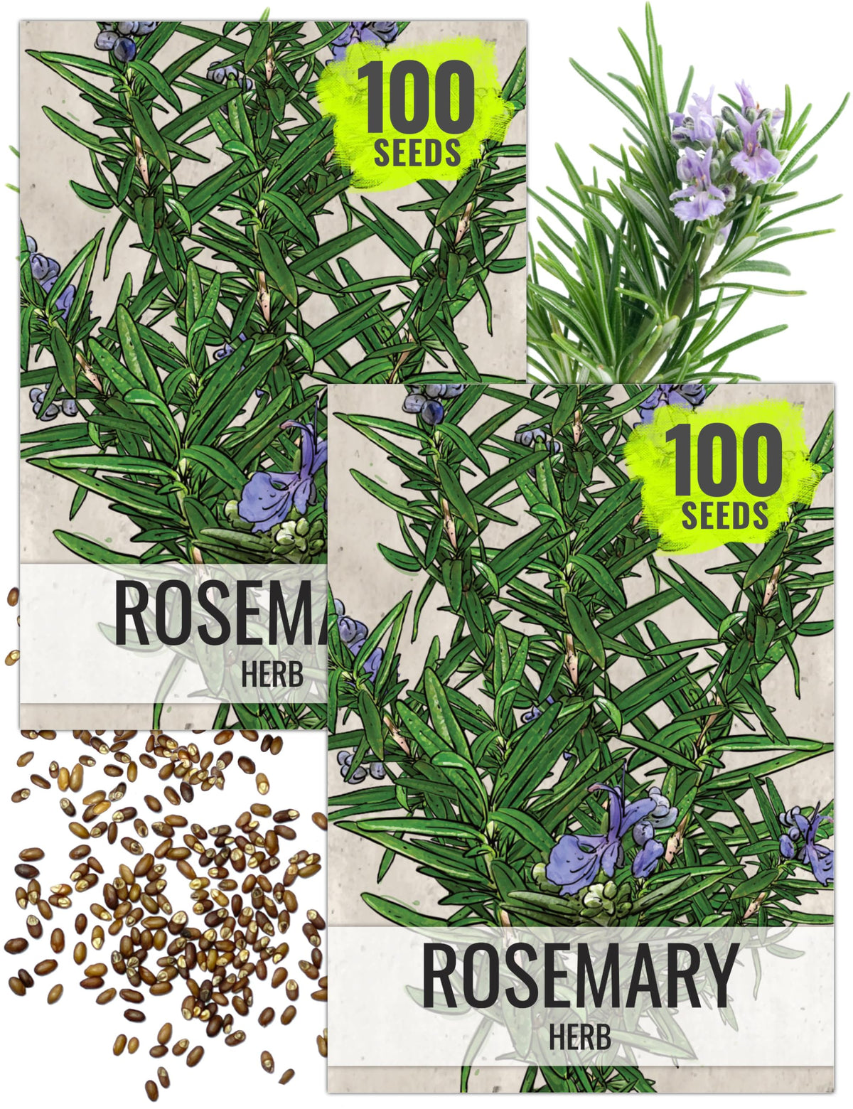 Seed Needs rosemary seeds front packet ready for planting indoors or outdoors