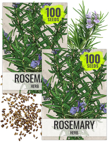 Seed Needs rosemary seeds front packet ready for planting indoors or outdoors