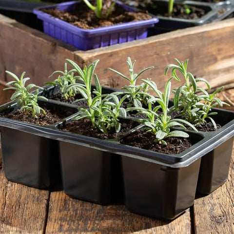 Seed Needs rosemary seeds germination closeup indicates potential for sprouting