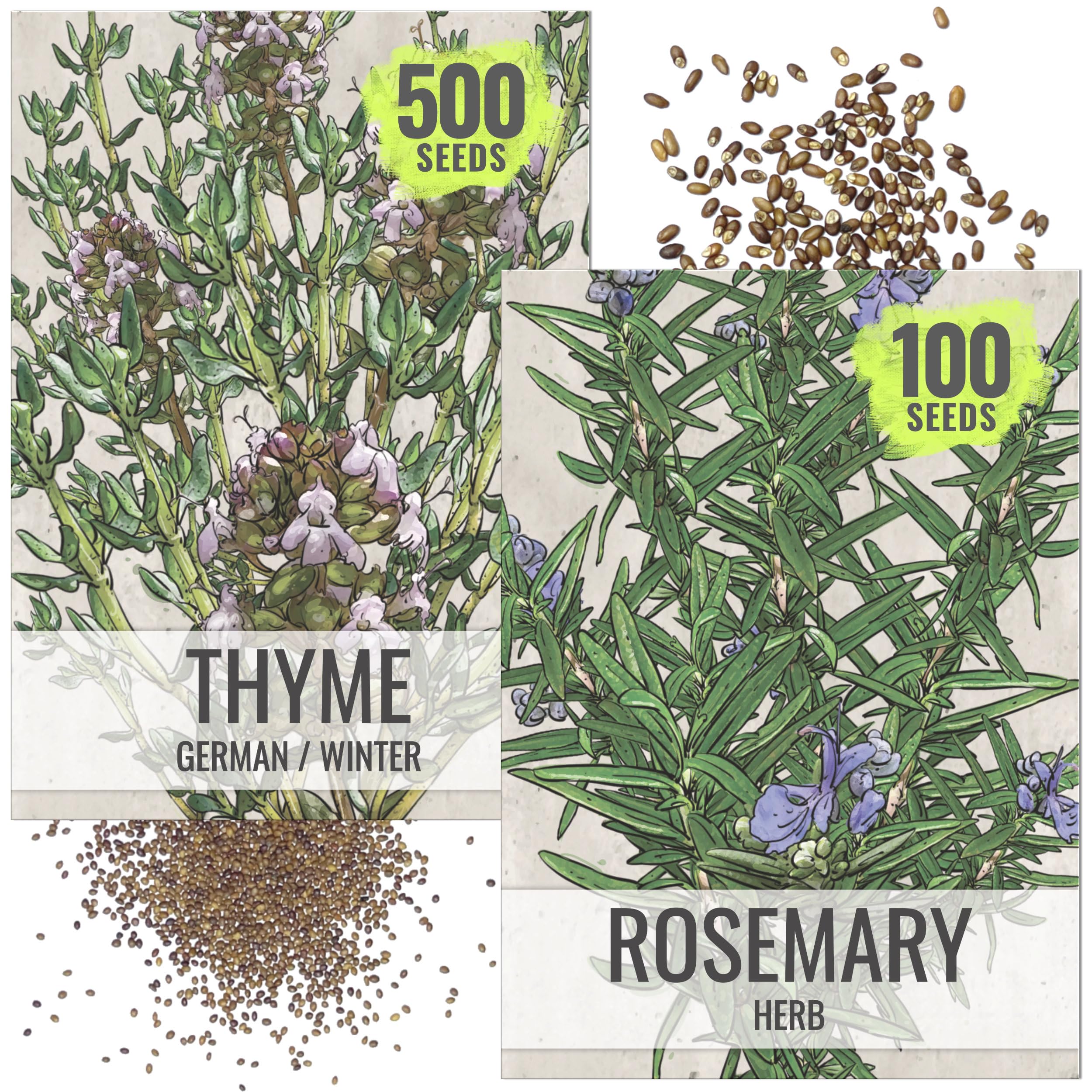 Seed Needs rosemary seeds pack ready for planting, ideal for fresh kitchen herbs.
