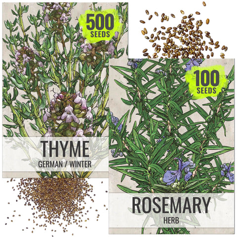 Seed Needs rosemary seeds pack ready for planting, ideal for fresh kitchen herbs.