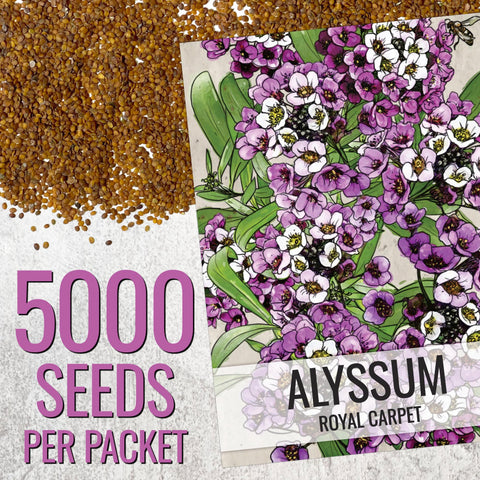 Seed Needs Royal Carpet Alyssum container garden demonstrates color boost in pots