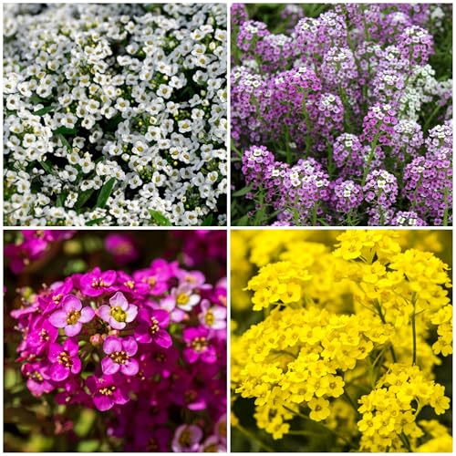Seed Needs Royal Carpet alyssum seeds form a lush border mat.