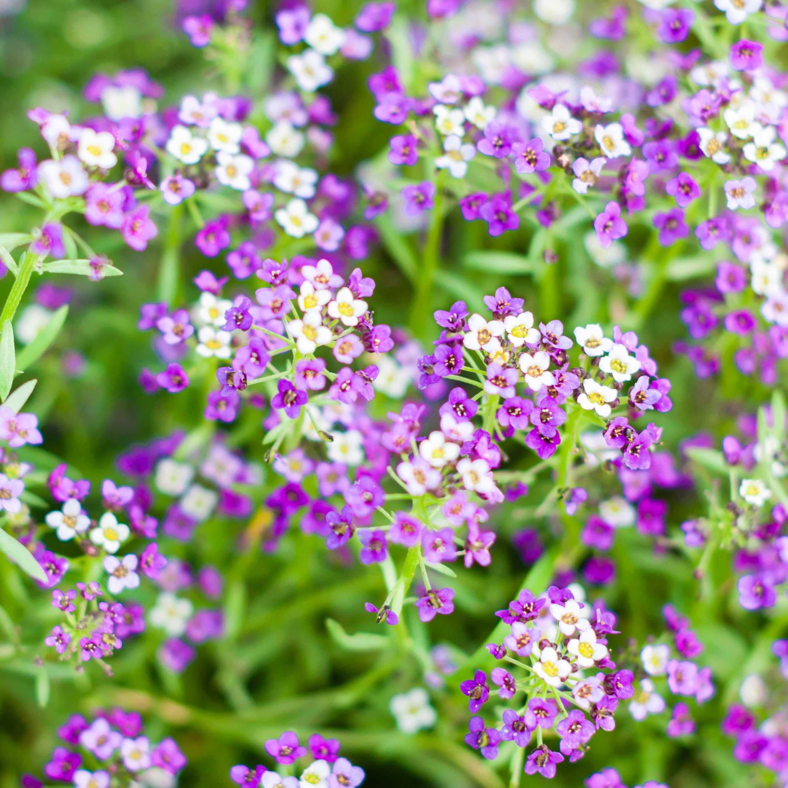 Seed Needs Royal Carpet Alyssum seed packet image shows fresh seeds