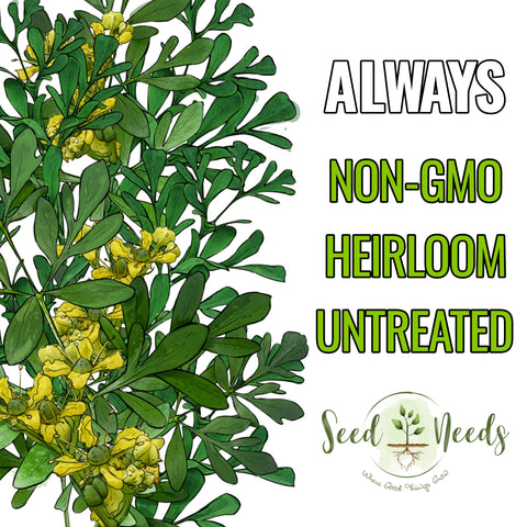 Seed Needs Rue garden bed—2-3 ft herb thriving in sun and well-drained soil