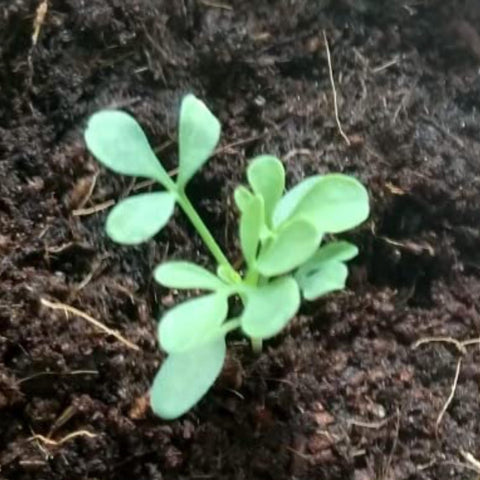 Seed Needs Rue indoors pot—versatile container growing in bright spaces