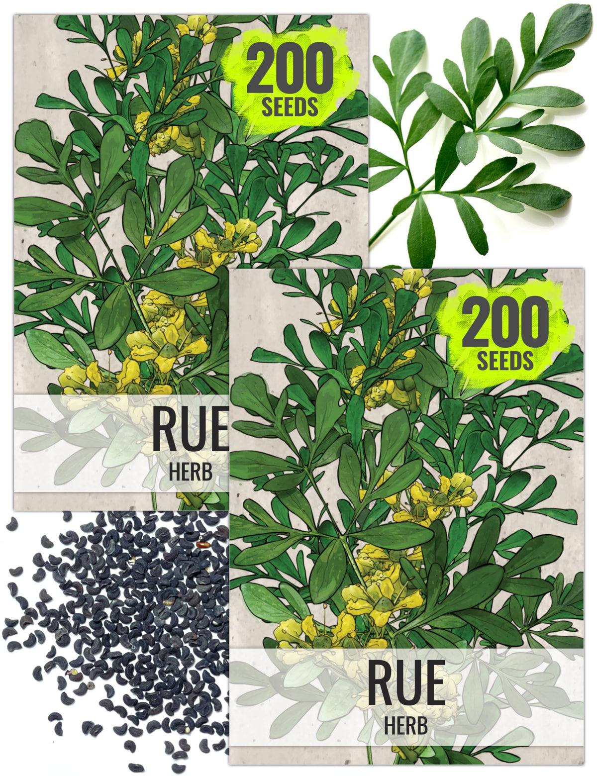 Seed Needs Rue seeds with blue-green leaves for a decorative home herb garden.