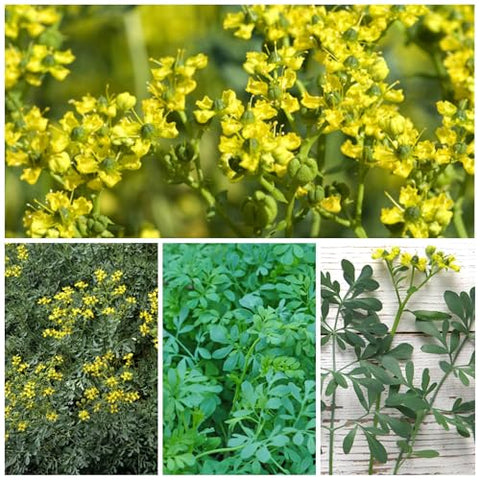 Seed Needs Rue seeds closeup—fine seeds ready for precise sowing