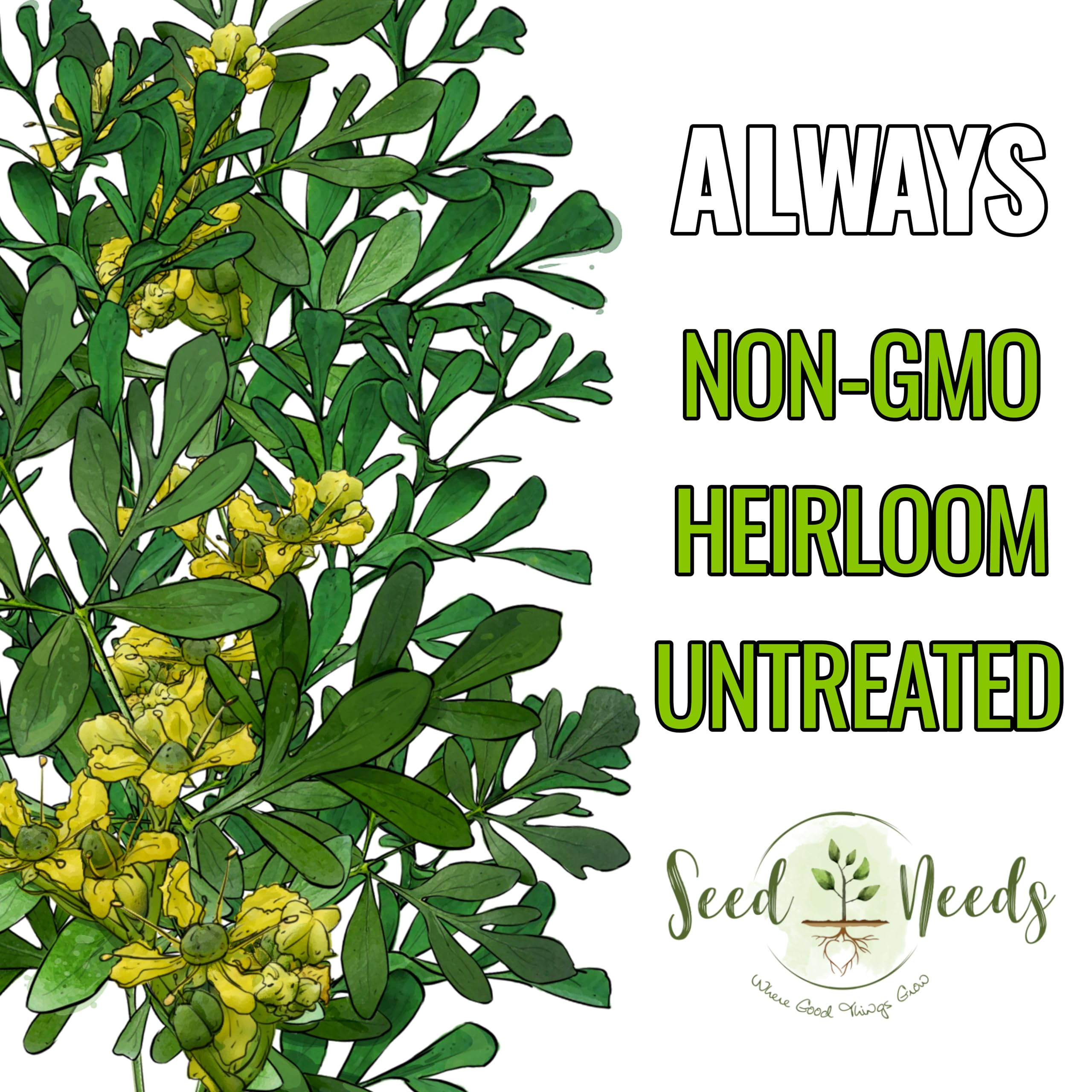 Seed Needs Rue seeds are drought-tolerant perennials for low-maintenance plots.