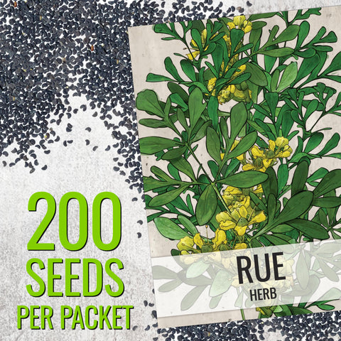 Seed Needs Rue seeds bloom yellow flowers for ornamental garden accents.