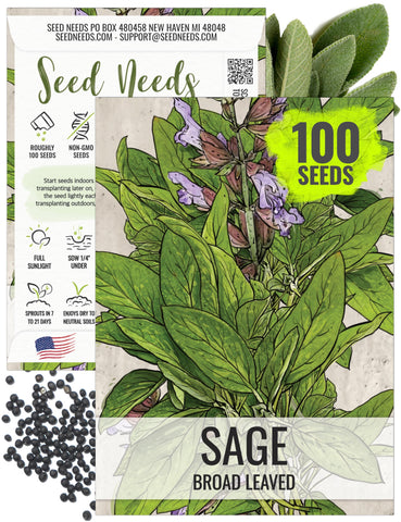 Seed Needs Sage Seeds broad-leaved appearance show lush herb foliage