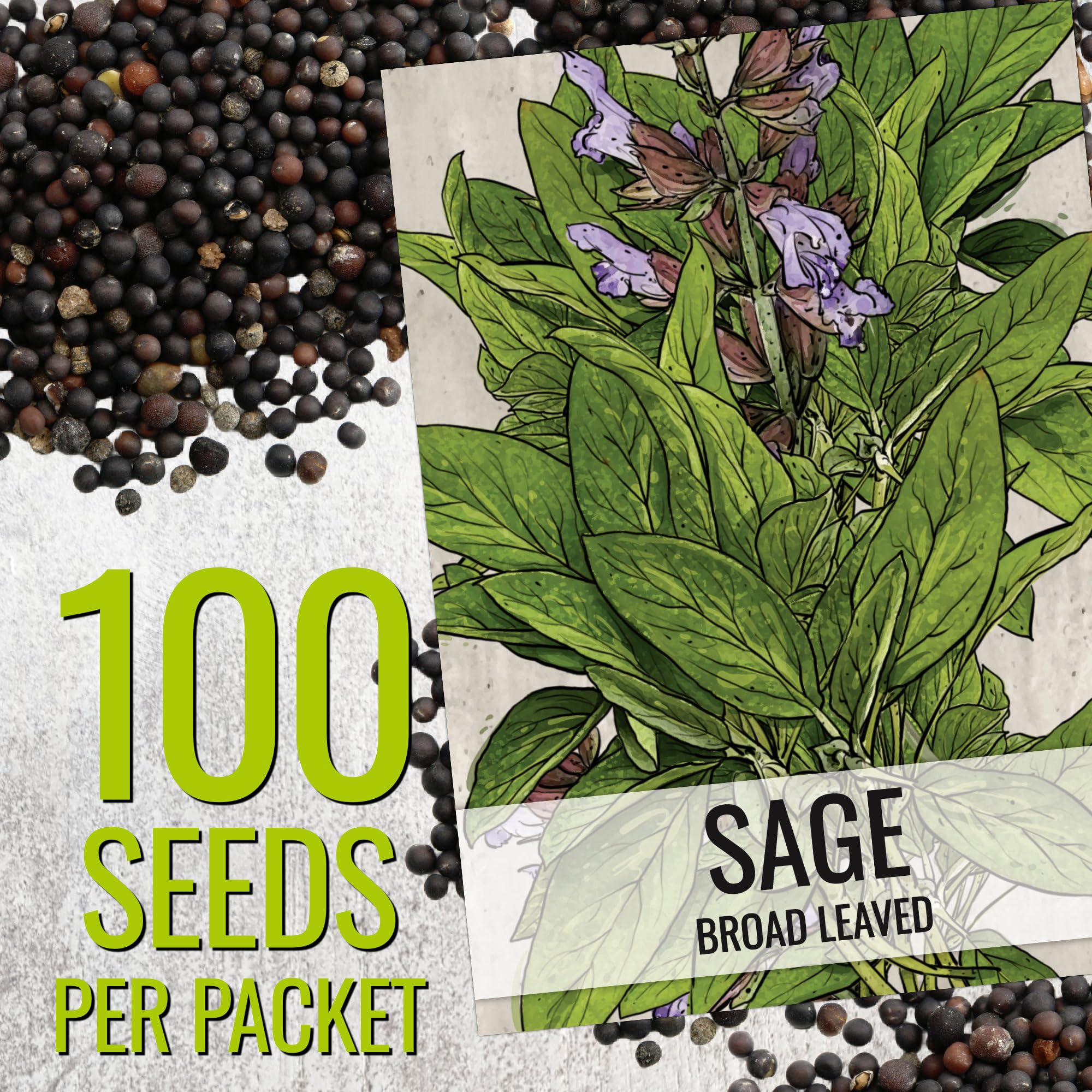 Seed Needs Sage Seeds fresh leaves harvest for cooking and garnish