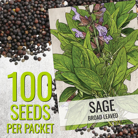 Seed Needs Sage Seeds fresh leaves harvest for cooking and garnish