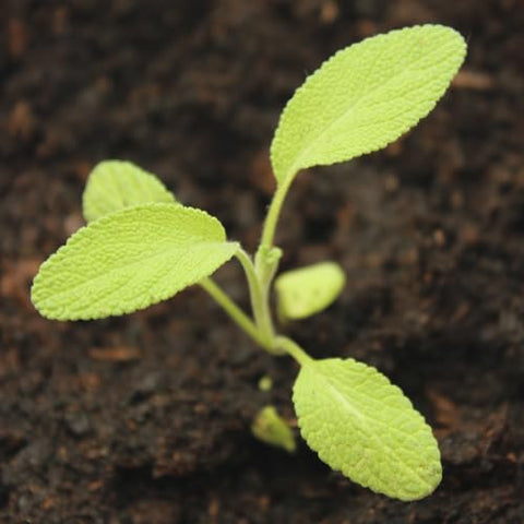 Seed Needs Sage Seeds in full sun planting setup for sunny beds