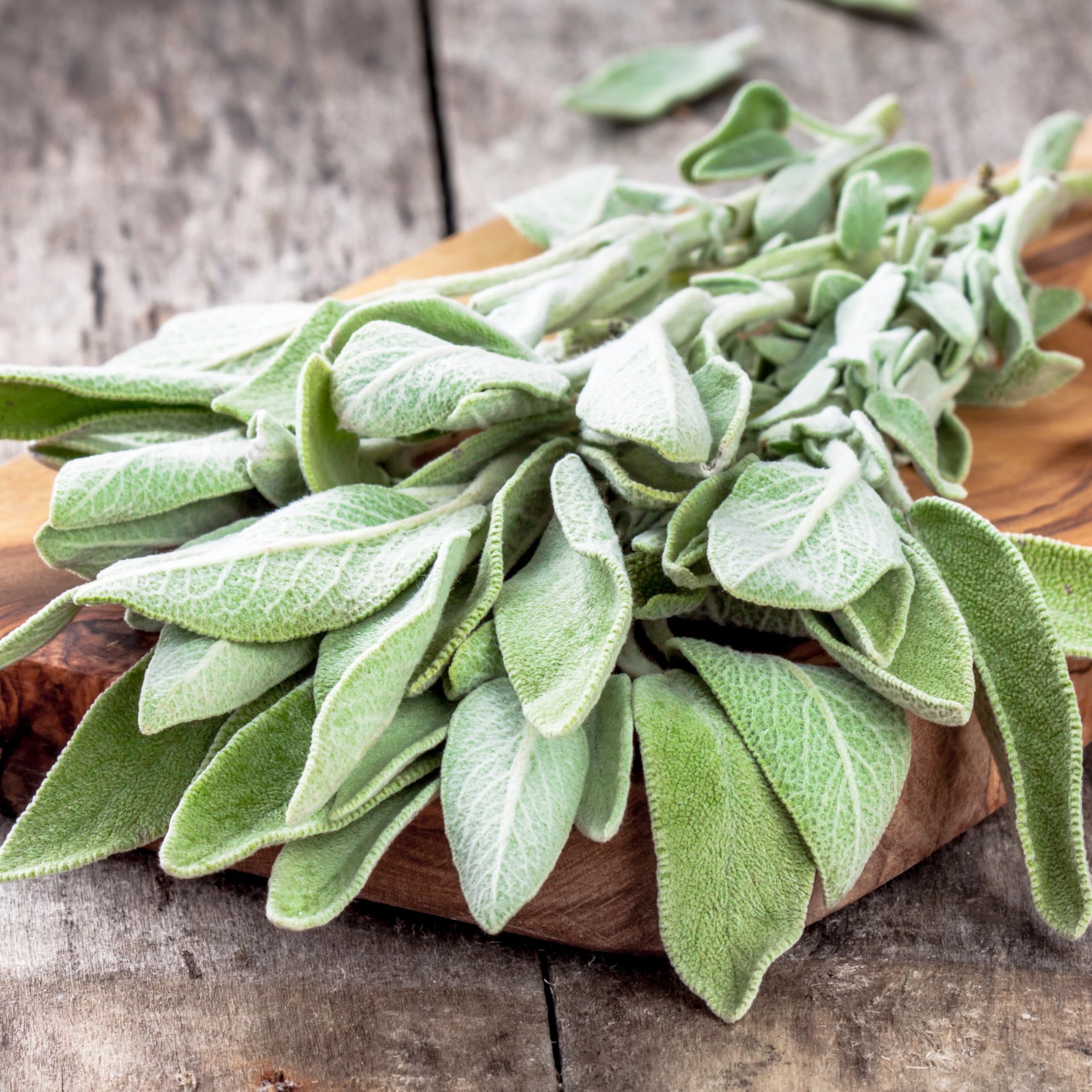 Seed Needs Sage Seeds open-pollinated heirloom quality and reliability