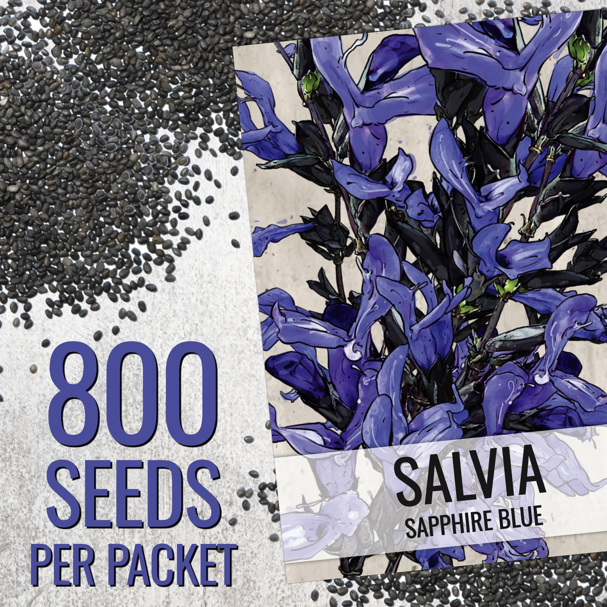 Seed Needs Sapphire Blue Sage in a butterfly garden setting for pollinator habitat