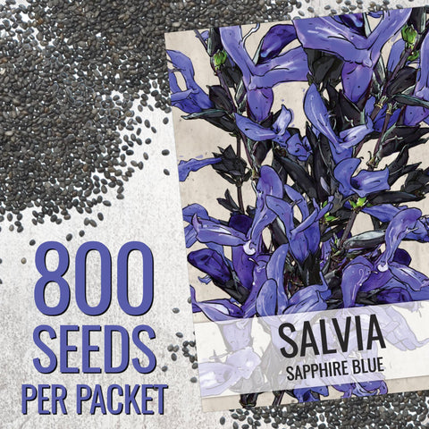 Seed Needs Sapphire Blue Sage in a butterfly garden setting for pollinator habitat