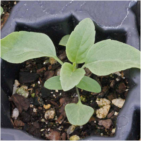 Seed Needs Sapphire Blue Sage direct sowing steps for easy starting.