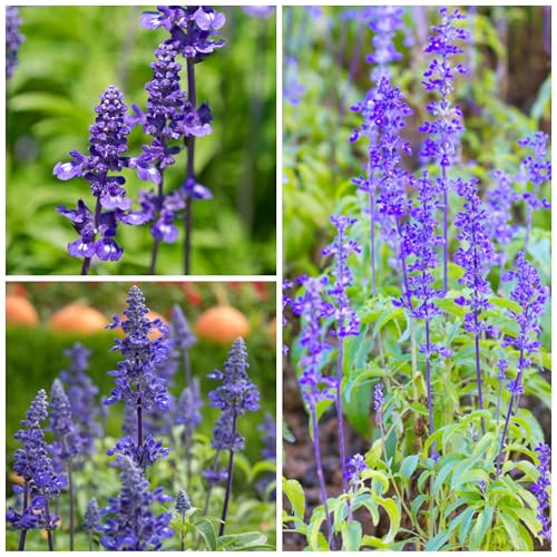 Seed Needs Sapphire Blue Sage perennial plant ready to brighten seasons.